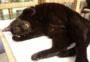 black cat RSPCA Alton, Haslemere .jpg